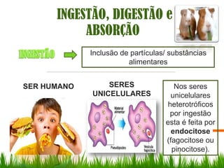 INGESTÃO, DIGESTÃO e
           ABSORÇÃO
             Inclusão de partículas/ substâncias
                        alimentares


SER HUMANO       SERES                Nos seres
             UNICELULARES            unicelulares
                                   heterotróficos
                                    por ingestão
                                   esta é feita por
                                     endocitose
                                   (fagocitose ou
                                     pinocitose).
 