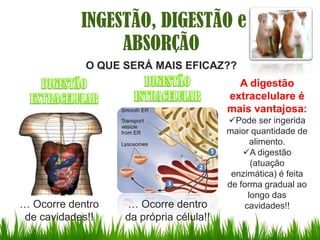 INGESTÃO, DIGESTÃO e
                ABSORÇÃO
            O QUE SERÁ MAIS EFICAZ??
                                          A digestão
                                        extracelulare é
                                        mais vantajosa:
                                        Pode ser ingerida
                                        maior quantidade de
                                              alimento.
                                            A digestão
                                              (atuação
                                         enzimática) é feita
                                        de forma gradual ao
                                             longo das
… Ocorre dentro   … Ocorre dentro           cavidades!!
 de cavidades!!   da própria célula!!
 