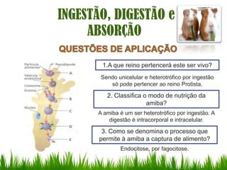 INGESTÃO, DIGESTÃO e
     ABSORÇÃO

        1.A que reino pertencerá este ser vivo?
       Sendo unicelular e heterotrófico por ingestão
          só pode pertencer ao reino Protista.

         2. Classifica o modo de nutrição da
                        amiba?
      A amiba é um ser heterotrófico por ingestão. A
          digestão é intracorporal e intracelular.

        3. Como se denomina o processo que
       permite à amiba a captura de alimento?
              Endocitose, por fagocitose.
 