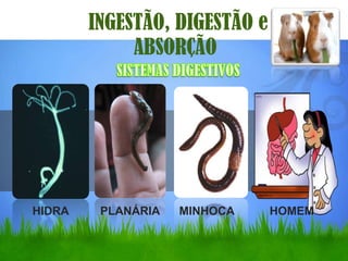 INGESTÃO, DIGESTÃO e
             ABSORÇÃO




HIDRA    PLANÁRIA   MINHOCA    HOMEM
 