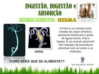 INGESTÃO, DIGESTÃO e
            ABSORÇÃO

                           A hidra é um animal muito
                          simples de corpo cilíndrico;
                         apresenta tentáculos e gosta
                            de águas doces, frias e
                       limpas. É um animal estranho!!
                         Tem relações de parentesco
                         próximas com os corais e as
            HIDRA                  medusas.


COMO SERÁ QUE SE ALIMENTA??
 