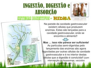 INGESTÃO, DIGESTÃO e
     ABSORÇÃO
         Na parede da cavidade gastrovascular
            existem células que produzem
          enzimas. Estas são lançadas para a
           cavidade gastrovascular, onde se
                 encontra o alimento!!

         Mas … isso não parece ser suficiente!
              As partículas semi-digeridas pelo
            lançamento das enzimas são agora
        fagocitadas por outras células da cavidade
           gastrovascular e é no interior destas
         células que a digestão é concluída!! (com
            intervenção de lisossomas, vacúolos
                     digestivos, etc…).
 