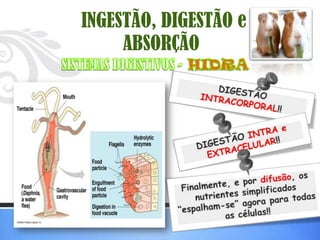 INGESTÃO, DIGESTÃO e
     ABSORÇÃO
 
