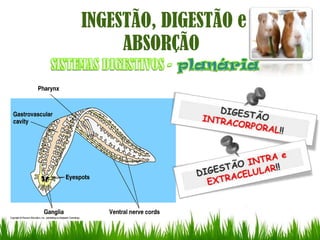 INGESTÃO, DIGESTÃO e
     ABSORÇÃO
 