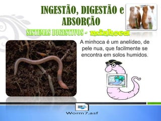INGESTÃO, DIGESTÃO e
     ABSORÇÃO
         A minhoca é um anelídeo, de
          pele nua, que facilmente se
         encontra em solos humidos.
 