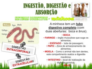 INGESTÃO, DIGESTÃO e
     ABSORÇÃO
            A minhoca tem um tubo
           digestivo completo (com
         duas aberturas: boca e ânus).
                         • BOCA
        • FARINGE – órgão musculoso que suga os
                        alimentos;
             • ESÓFAGO - tubo de passagem;
           • PAPO – Zona de armazenamento de
                        alimentos;
        • MOELA - Como o animal não tem dentes,
           este compartimento realiza a digestão
                        mecânica;
           • INTESTINO – local de realização da
                    digestão química;
                         • ÂNUS
 