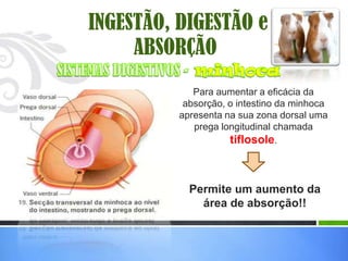 INGESTÃO, DIGESTÃO e
     ABSORÇÃO
             Para aumentar a eficácia da
           absorção, o intestino da minhoca
          apresenta na sua zona dorsal uma
             prega longitudinal chamada
                     tiflosole.



            Permite um aumento da
              área de absorção!!
 