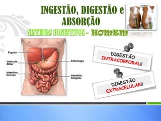 INGESTÃO, DIGESTÃO e
     ABSORÇÃO
 