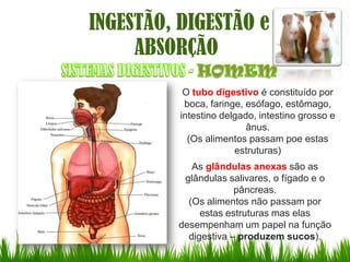 INGESTÃO, DIGESTÃO e
     ABSORÇÃO
           O tubo digestivo é constituído por
           boca, faringe, esófago, estômago,
          intestino delgado, intestino grosso e
                          ânus.
            (Os alimentos passam poe estas
                       estruturas)
            As glândulas anexas são as
          glândulas salivares, o fígado e o
                      pâncreas.
           (Os alimentos não passam por
              estas estruturas mas elas
         desempenham um papel na função
           digestiva – produzem sucos).
 