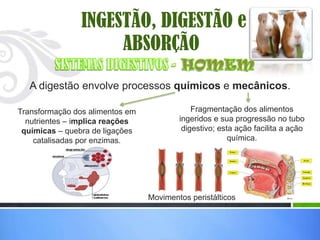 INGESTÃO, DIGESTÃO e
                     ABSORÇÃO
   A digestão envolve processos químicos e mecânicos.

Transformação dos alimentos em               Fragmentação dos alimentos
  nutrientes – implica reações           ingeridos e sua progressão no tubo
 químicas – quebra de ligações            digestivo; esta ação facilita a ação
    catalisadas por enzimas.                            química.




                                 Movimentos peristálticos
 