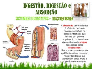 INGESTÃO, DIGESTÃO e
     ABSORÇÃO

               A absorção dos nutrientes
                   é eficiente devido à
                  enorme superfície da
                  parede intestinal, que
                    resulta do grande
               comprimento do intestino e
                da existência de pregas
                     recobertas pelas
                       vilosidades.
                Por sua vez as células do
               epitélio intestinal possuem
                  microvilosidades que
                 aumentam ainda mais a
                 superfície de absorção.
 
