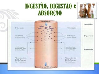 INGESTÃO, DIGESTÃO e
     ABSORÇÃO
 