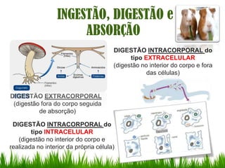 INGESTÃO, DIGESTÃO e
                       ABSORÇÃO
                                       DIGESTÃO INTRACORPORAL do
                                             tipo EXTRACELULAR
                                       (digestão no interior do corpo e fora
                                                   das células)


DIGESTÃO EXTRACORPORAL
 (digestão fora do corpo seguida
          de absorção)

 DIGESTÃO INTRACORPORAL do
        tipo INTRACELULAR
   (digestão no interior do corpo e
realizada no interior da própria célula)
 
