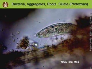 ©2008 Rodale institute
400X Total Mag
Bacteria, Aggregates, Roots, Ciliate (Protozoan)
 