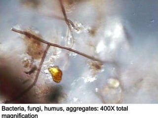 ©2008 Rodale institute
Bacteria, fungi, humus, aggregates: 400X total
magnification
 