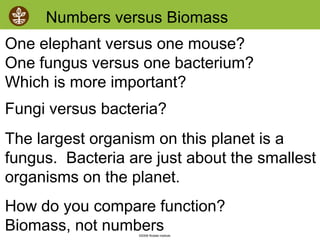 ©2008 Rodale institute
Numbers versus Biomass
One elephant versus one mouse?
One fungus versus one bacterium?
Which is more important?
Fungi versus bacteria?
The largest organism on this planet is a
fungus. Bacteria are just about the smallest
organisms on the planet.
How do you compare function?
Biomass, not numbers
 