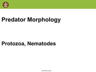 ©2008 Rodale institute
Predator Morphology
Protozoa, Nematodes
 