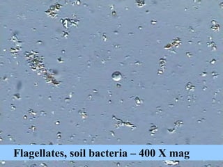 ©2008 Rodale institute
Flagellates, soil bacteria – 400 X mag
 