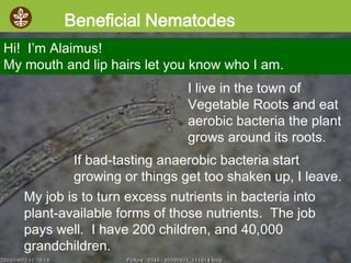 ©2008 Rodale institute
I live in the town of
Vegetable Roots and eat
aerobic bacteria the plant
grows around its roots.
Beneficial Nematodes
Hi! I’m Alaimus!
My mouth and lip hairs let you know who I am.
If bad-tasting anaerobic bacteria start
growing or things get too shaken up, I leave.
My job is to turn excess nutrients in bacteria into
plant-available forms of those nutrients. The job
pays well. I have 200 children, and 40,000
grandchildren.
 