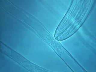 ©2008 Rodale institute
 