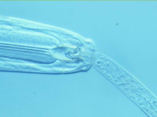 ©2008 Rodale institute
 