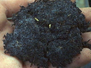 ©2008 Rodale institute
 