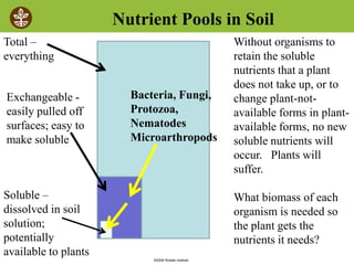 ©2008 Rodale institute
Total –
everything
Exchangeable -
easily pulled off
surfaces; easy to
make soluble
Soluble –
dissolved in soil
solution;
potentially
available to plants
Nutrient Pools in Soil
Without organisms to
retain the soluble
nutrients that a plant
does not take up, or to
change plant-not-
available forms in plant-
available forms, no new
soluble nutrients will
occur. Plants will
suffer.
What biomass of each
organism is needed so
the plant gets the
nutrients it needs?
Bacteria, Fungi,
Protozoa,
Nematodes
Microarthropods
 