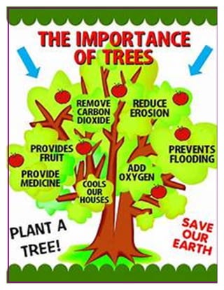 Where Are the Trees?