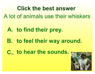 Animals' Senses | PDF