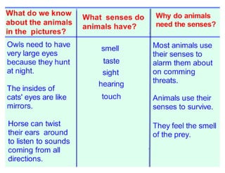 Animals' Senses | PDF