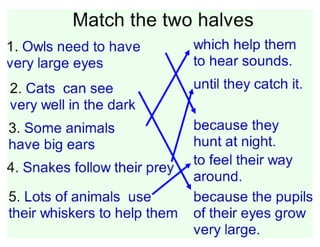 Animals' Senses | PDF