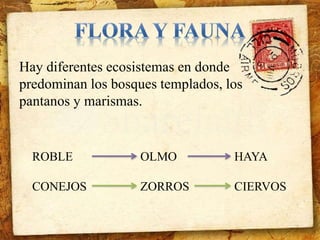 Hay diferentes ecosistemas en donde 
predominan los bosques templados, los 
pantanos y marismas. 
ROBLE 
CONEJOS 
OLMO 
ZORROS 
HAYA 
CIERVOS 
 