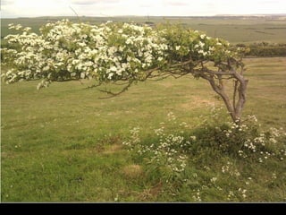 O vento que sempre faz, nesta área, tem mudado a forma desta árvore.
 