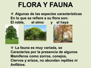 FLORA Y FAUNA
 Algunas de las especies características
En lo que se refiere a su flora son:
El roble, el olmo y el haya.
 La fauna es muy variada, se
Caracteriza por la presencia de algunos
Mamíferos como zorros, conejos,
Ciervos y erizos, no abundan reptiles ni
Anfibios.
 