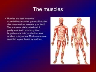 The muscles
●

Muscles are used wheneve
move.Without muscles you would not be
able to run,walk or even eat your food!
There are over six hundred and fir
youfty muscles in your body.Your
largest muscle is in your bottom.Your
smallest is in your ear.Most muscles are
conected to your bones by tendons.

http://youtu.be/pTqTW46KqDs

 