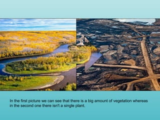 In the first picture we can see that there is a big amount of vegetation whereas
in the second one there isn't a single plant.
 