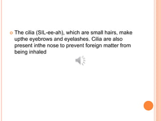  The cilia (SIL-ee-ah), which are small hairs, make
upthe eyebrows and eyelashes. Cilia are also
present inthe nose to prevent foreign matter from
being inhaled
 