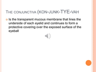 THE CONJUNCTIVA (KON-JUNK-TYE-VAH
 Is the transparent mucous membrane that lines the
underside of each eyelid and continues to form a
protective covering over the exposed surface of the
eyeball
 