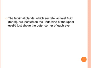  The lacrimal glands, which secrete lacrimal fluid
(tears), are located on the underside of the upper
eyelid just above the outer corner of each eye
 