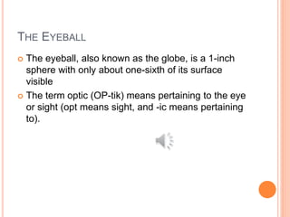 THE EYEBALL
 The eyeball, also known as the globe, is a 1-inch
sphere with only about one-sixth of its surface
visible
 The term optic (OP-tik) means pertaining to the eye
or sight (opt means sight, and -ic means pertaining
to).
 