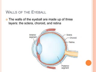 WALLS OF THE EYEBALL
 The walls of the eyeball are made up of three
layers: the sclera, choroid, and retina
 