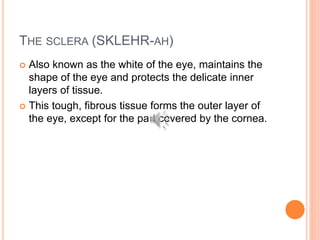 THE SCLERA (SKLEHR-AH)
 Also known as the white of the eye, maintains the
shape of the eye and protects the delicate inner
layers of tissue.
 This tough, fibrous tissue forms the outer layer of
the eye, except for the part covered by the cornea.
 