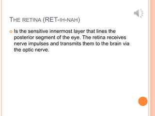 THE RETINA (RET-IH-NAH)
 Is the sensitive innermost layer that lines the
posterior segment of the eye. The retina receives
nerve impulses and transmits them to the brain via
the optic nerve.
 