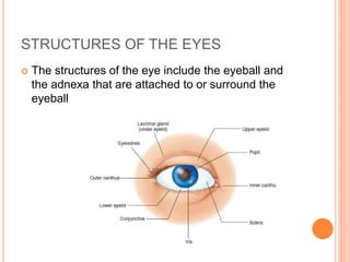STRUCTURES OF THE EYES
 The structures of the eye include the eyeball and
the adnexa that are attached to or surround the
eyeball
 