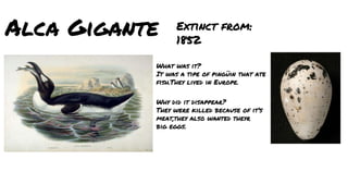 Alca Gigante Extinct from:
1852
What was it?
It was a tipe of pingin that ate
fish.They lived in Europe.
Why did it disappear?
They were killed because of its
meat,they also wanted theyr
big eggs.
 
