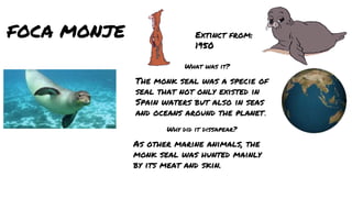 FOCA MONJE Extinct from:
1950
The monk seal was a specie of
seal that not only existed in
Spain waters but also in seas
and oceans around the planet.
As other marine animals, the
monk seal was hunted mainly
by its meat and skin.
What was it?
Why did it dissapear?
 