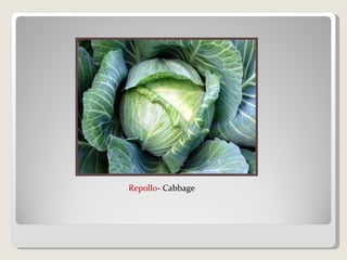 Repollo - Cabbage 