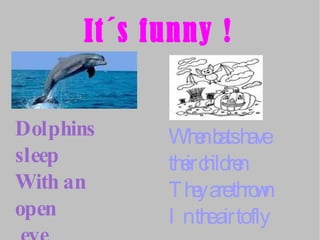 It´s funny ! Dolphins sleep With an open eye Why? ..... When bats have  their children They are thrown In the air to fly 