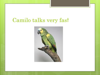 Camilo talksveryfast