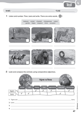 47
test
Name: Class:
Photocopiable©SantillanaEducación,S.L.
Name : Class :
4
1	 Listen and number. Then, look and write. There are extra words. 5
1	 Tigers are lions.
2	 Lions .
3	
4	
baboon camel cheetah chimpanzee cobra
gorilla hippo leopard rhino scorpion
2	 Look and compare the animals using comparative adjectives.
tigers vs lions
tigers
lions
strong legslong tailaggressivefastheavytallsocial
✓
✓✓ ✓
✓ ✓
✓
 